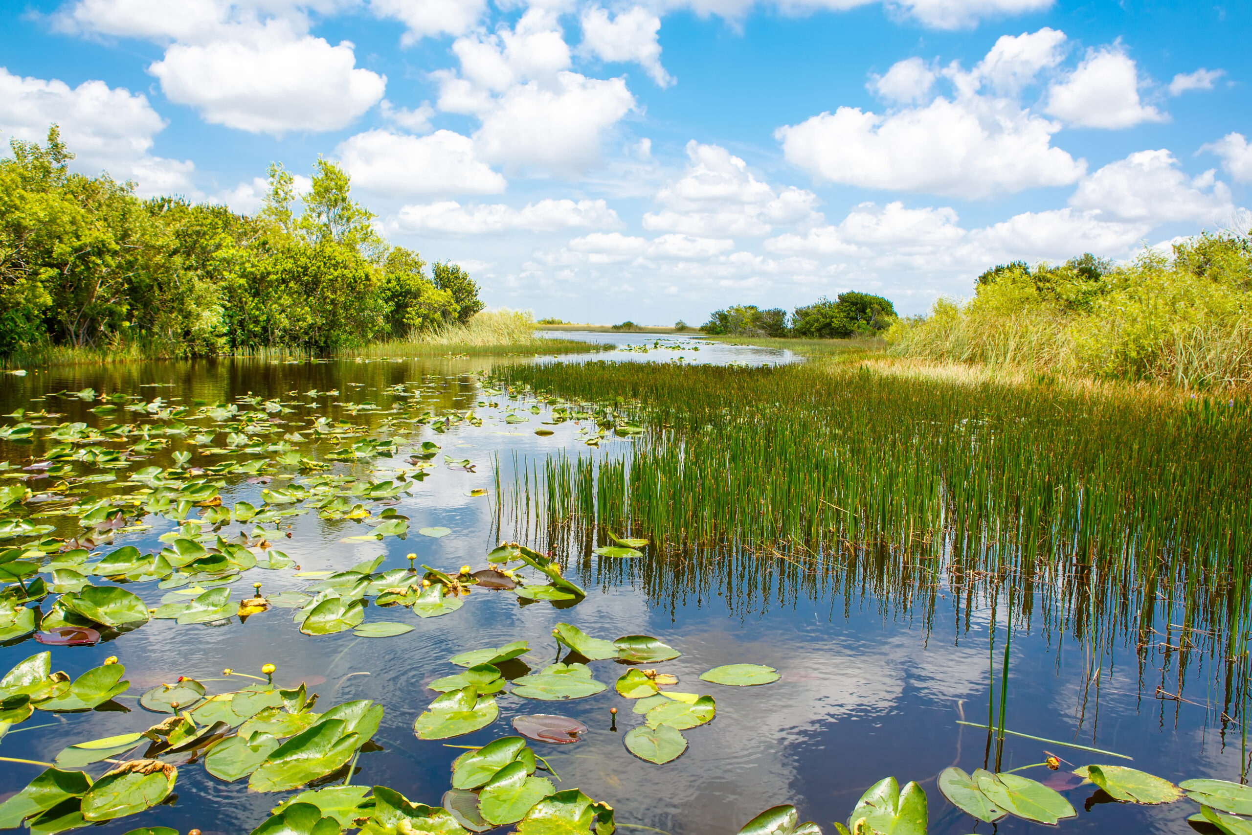 wetland